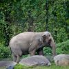 Happy The Elephant May Get A Visit From Local Judge In Pachyderm Personhood Case